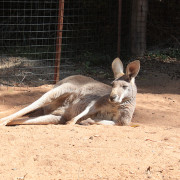 Perth Zoo, Australia September 2015