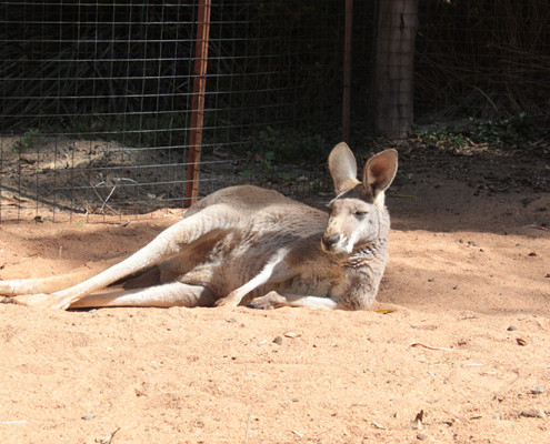 Perth Zoo, Australia September 2015