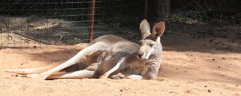 Perth Zoo, Australia September 2015