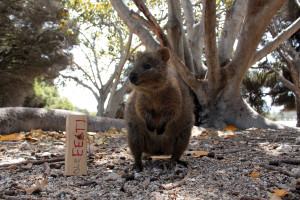 Rottnest Island ja muud seiklused Austraalias