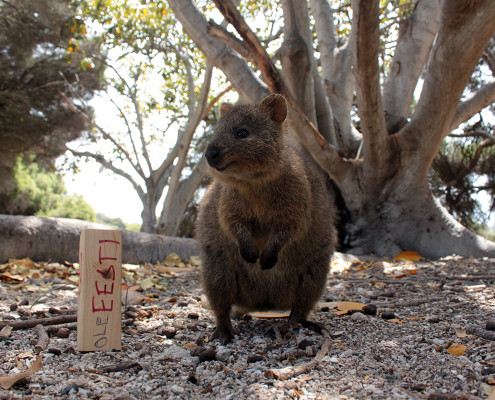 Rottnest Island ja muud seiklused Austraalias