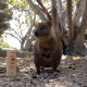 Rottnest Island ja muud seiklused Austraalias