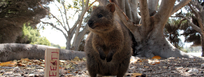 Rottnest Island ja muud seiklused Austraalias