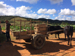 KUUBA: Viñales istandused, koopad ja maaliline loodus