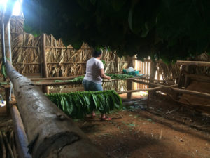KUUBA: Viñales istandused, koopad ja maaliline loodus