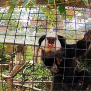 Lagos Zoo loomaaed Lõuna Portugalis