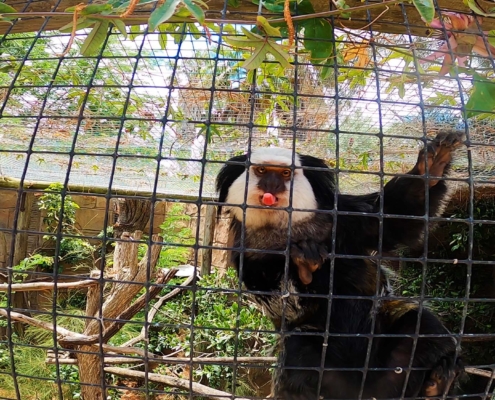 Lagos Zoo loomaaed Lõuna Portugalis