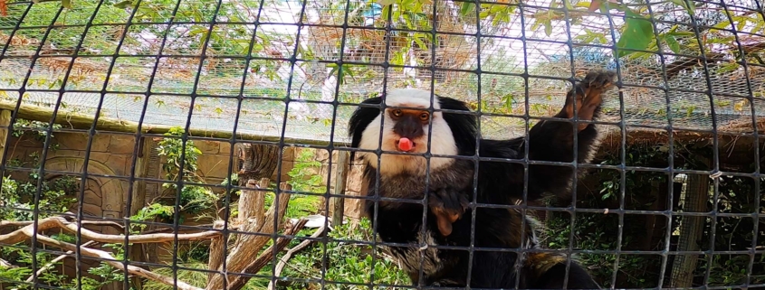 Lagos Zoo loomaaed Lõuna Portugalis